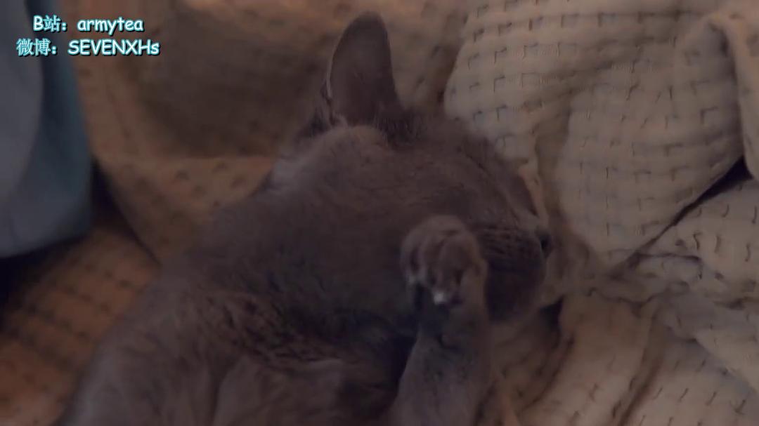 《强迫恋爱的社会》海报第48张图片