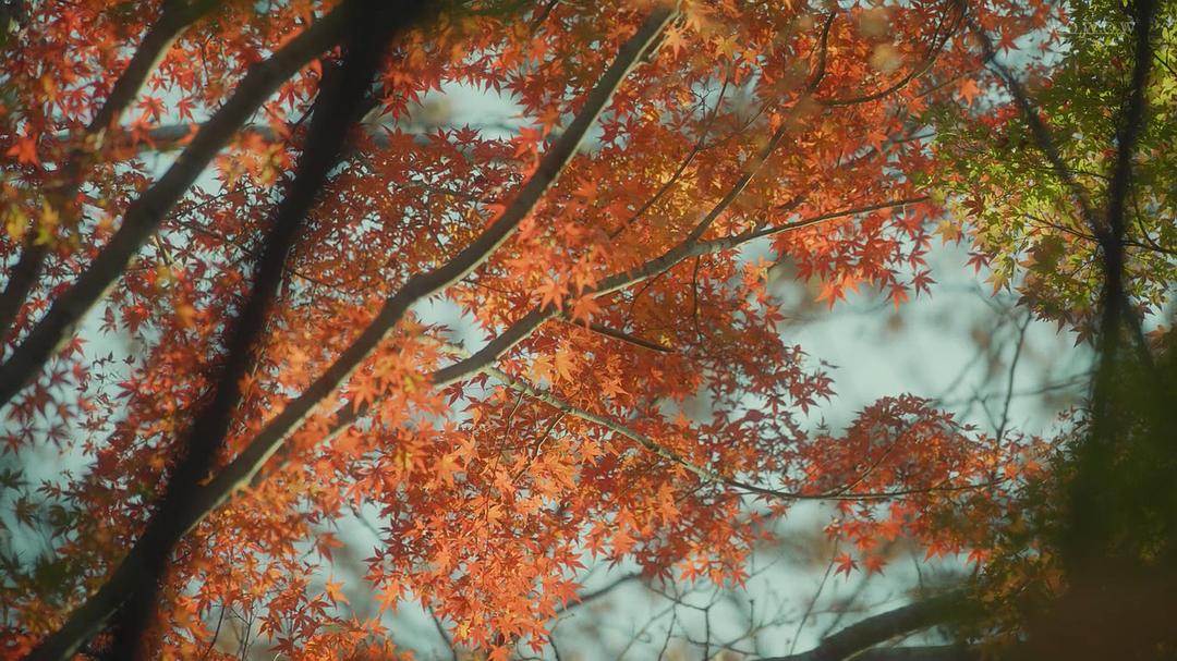 《坡道上的家》剧照第37张图片