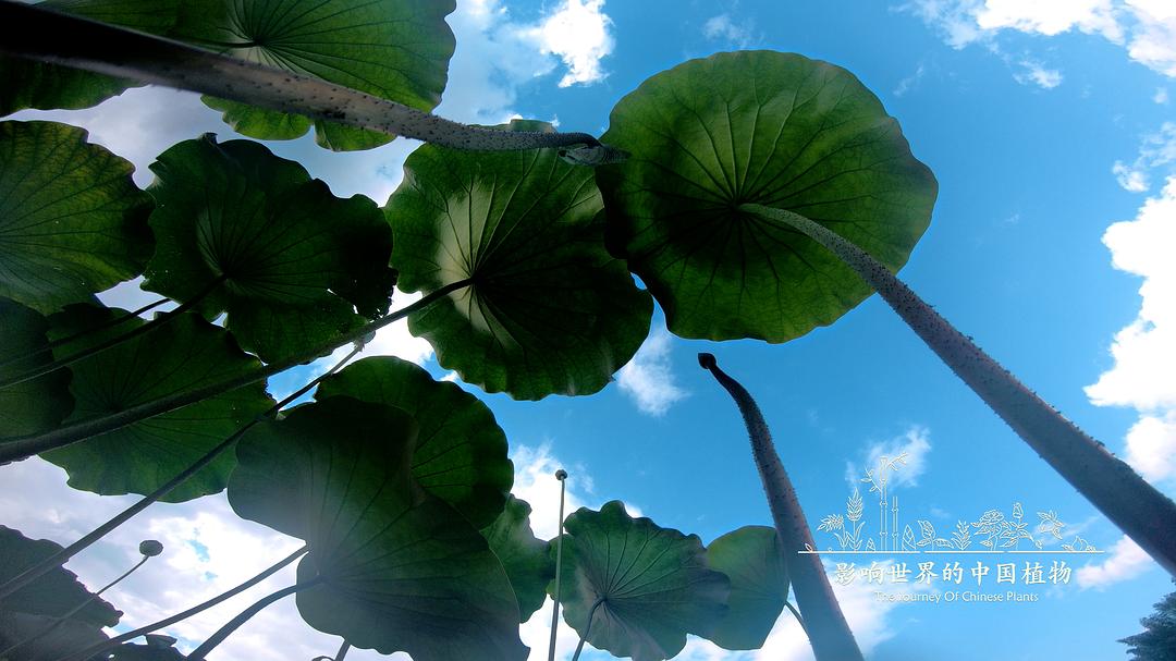 《影响世界的中国植物》剧照