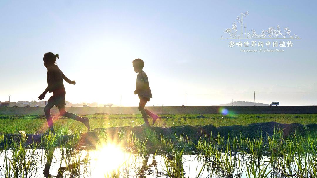 《影响世界的中国植物》剧照