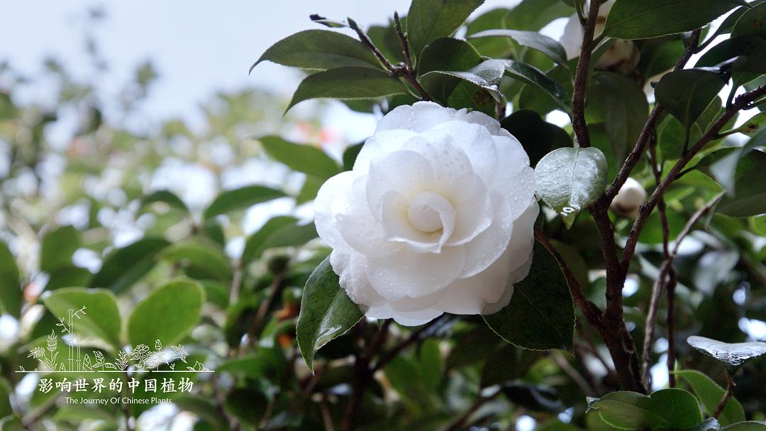 《影响世界的中国植物》剧照