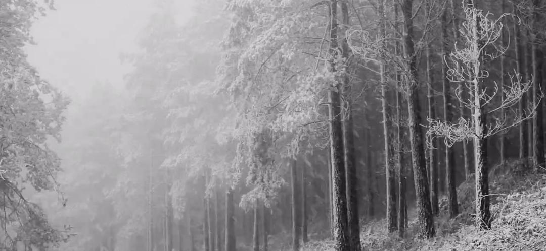 《伊莉莎与玛瑟拉》海报第49张图片