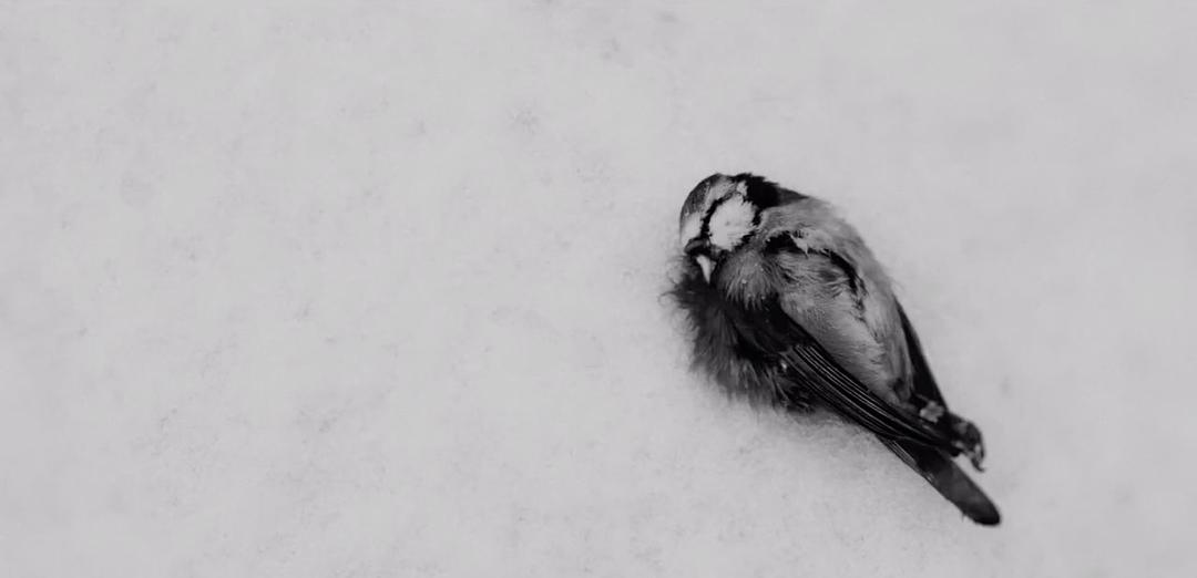 《伊莉莎与玛瑟拉》海报第48张图片