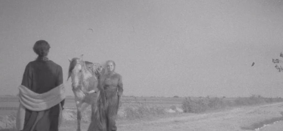 《伊莉莎与玛瑟拉》海报第19张图片