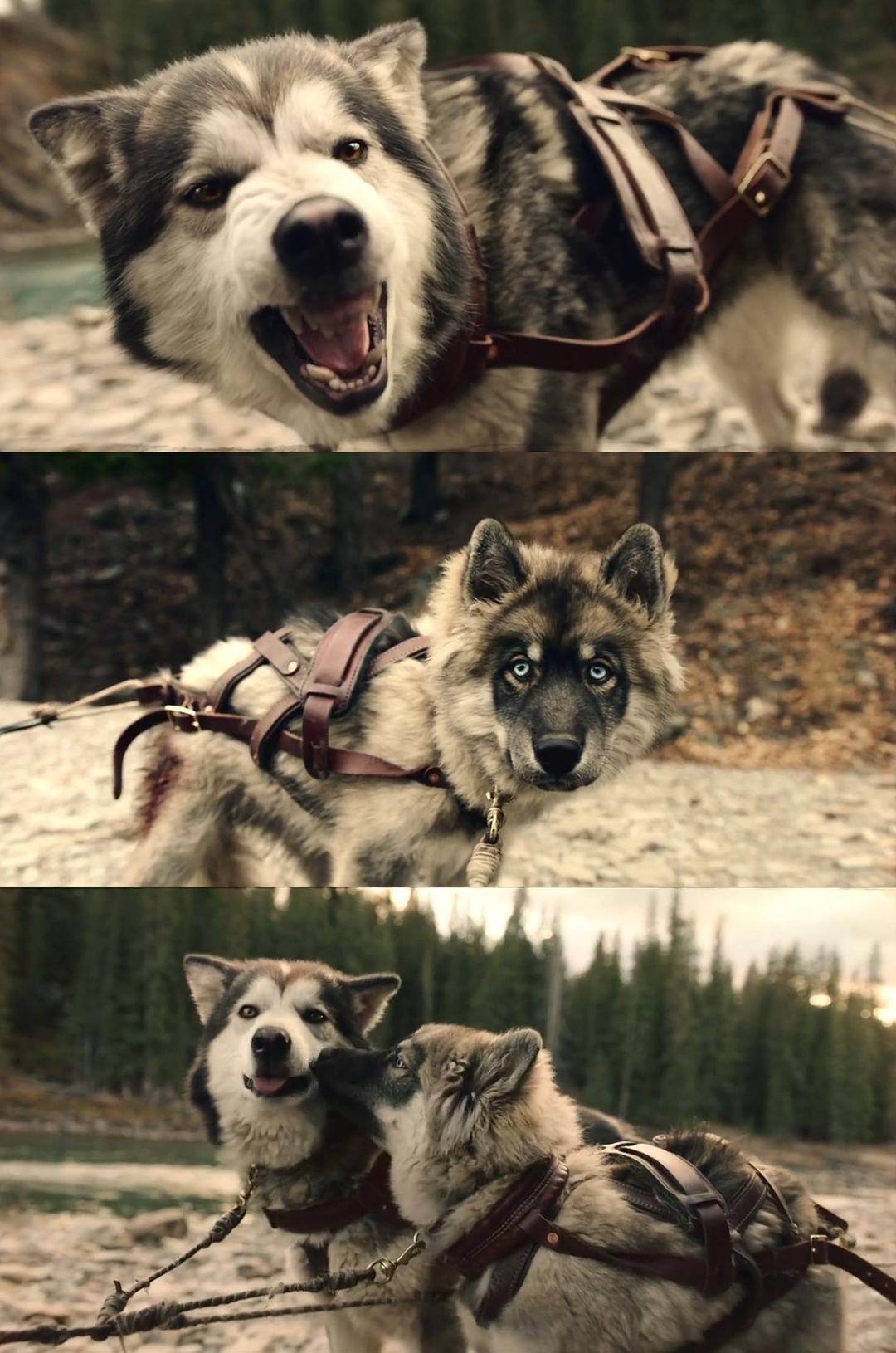 《多哥》海报第13张图片