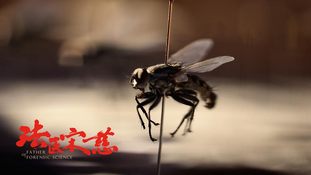 《法医宋慈》剧照第22张图片