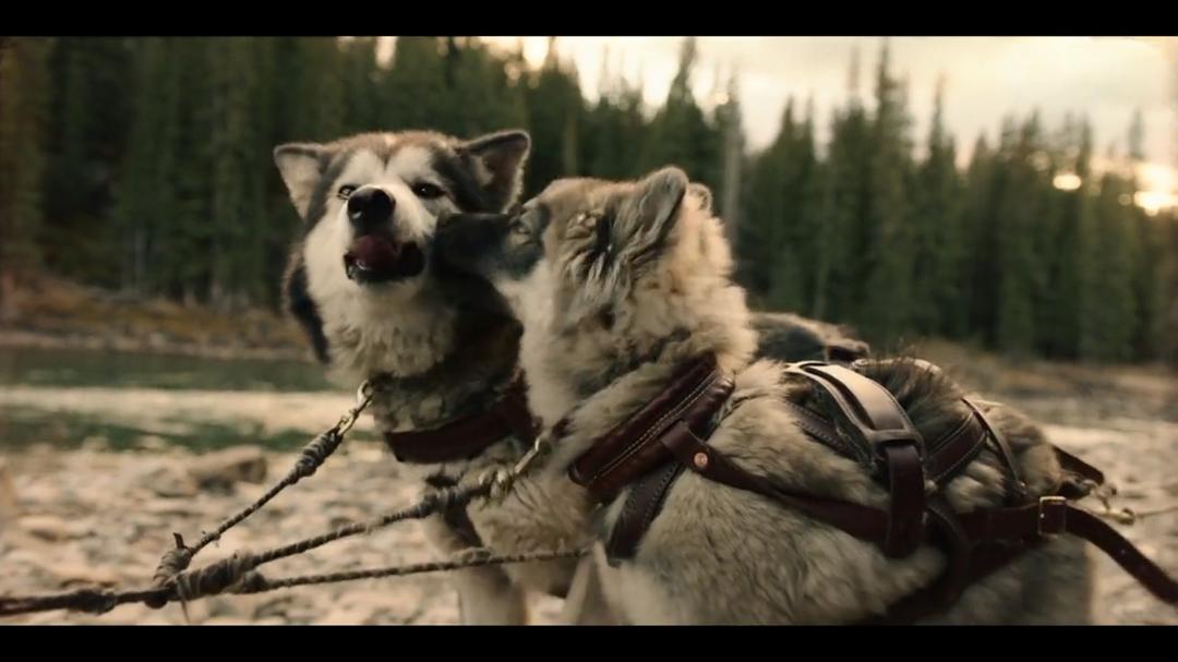 “舔狗”可以解决很多...