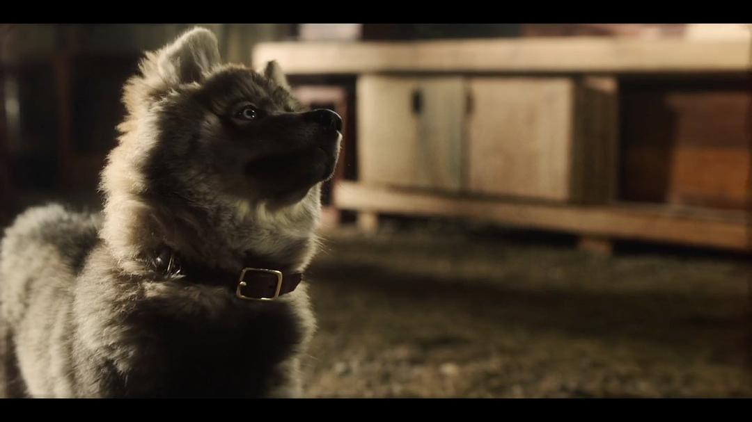 《多哥》海报第49张图片