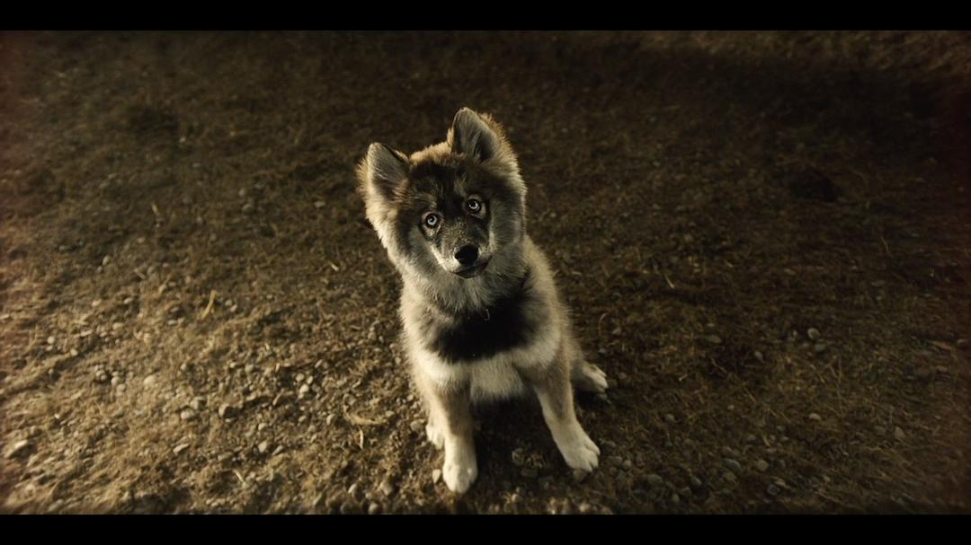 《多哥》海报第16张图片