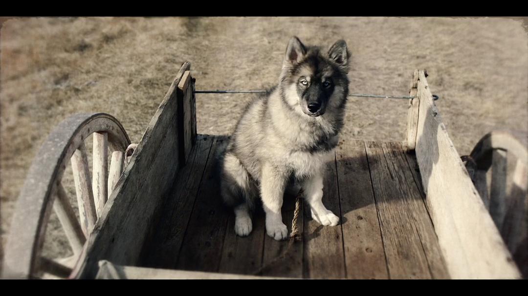 《多哥》海报第41张图片