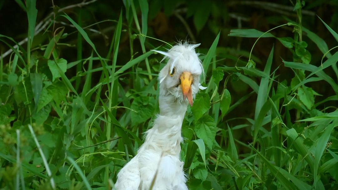 《荒野间谍第二季》剧照第40张图片