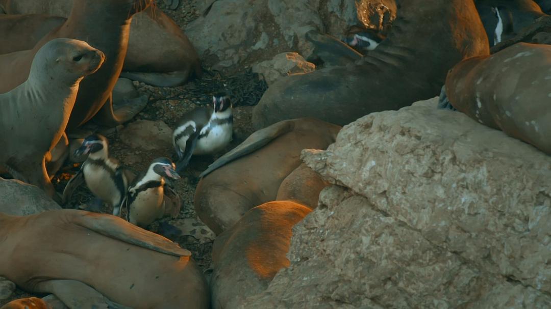《荒野间谍第二季》剧照第34张图片