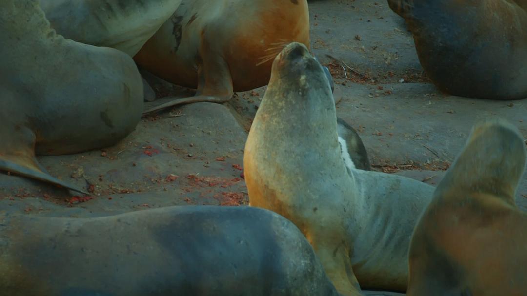 《荒野间谍第二季》剧照第33张图片