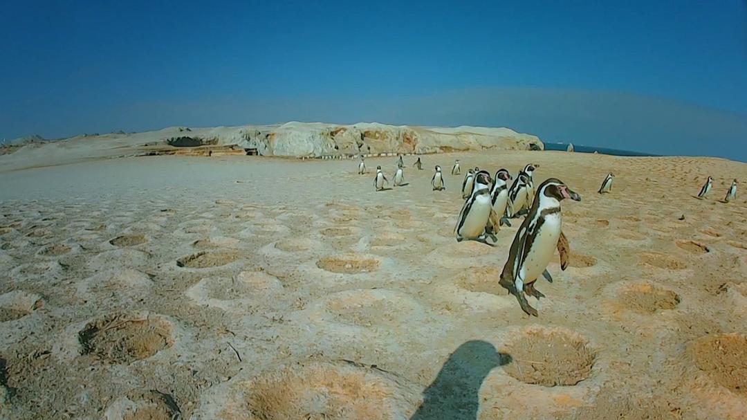 《荒野间谍第二季》剧照第32张图片