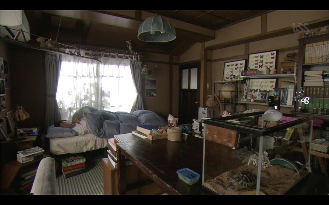 龟甲与铺盖相映成趣