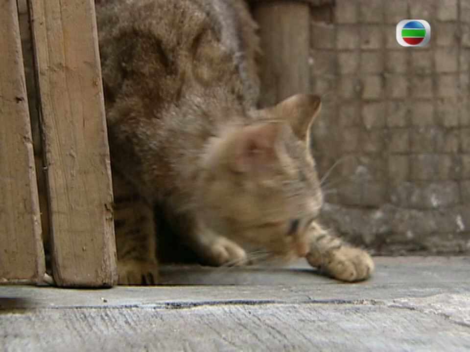 《和味浓情》剧照第52张图片