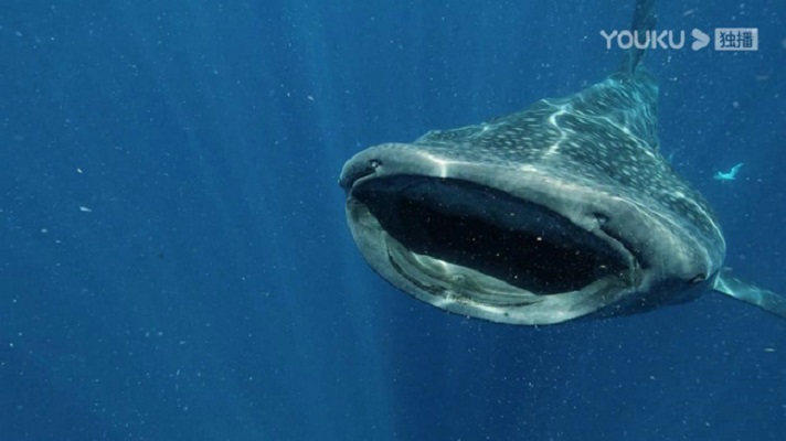 《秘境星球》剧照