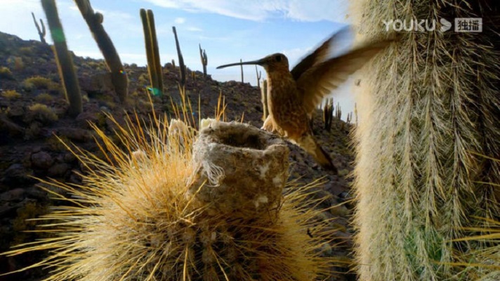 《秘境星球》剧照第2张图片