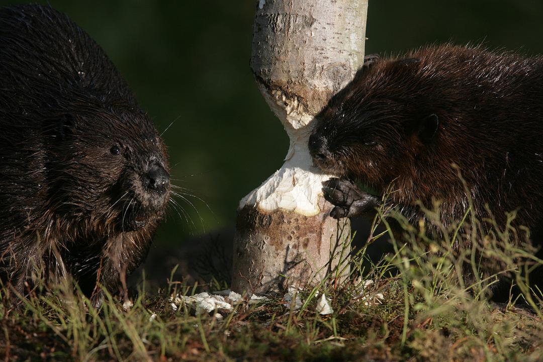 《河狸白毛历险记》剧照第8张图片