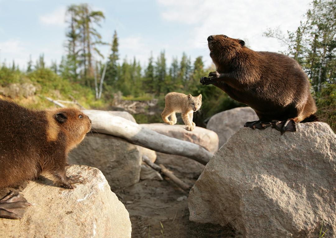《河狸白毛历险记》剧照第3张图片