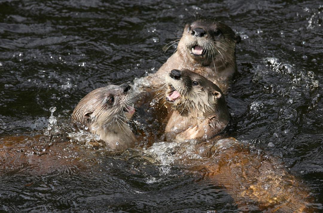 《河狸白毛历险记》剧照第6张图片