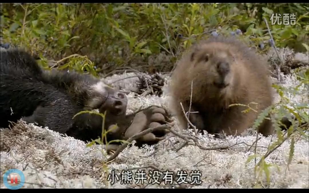 《河狸白毛历险记》剧照第13张图片