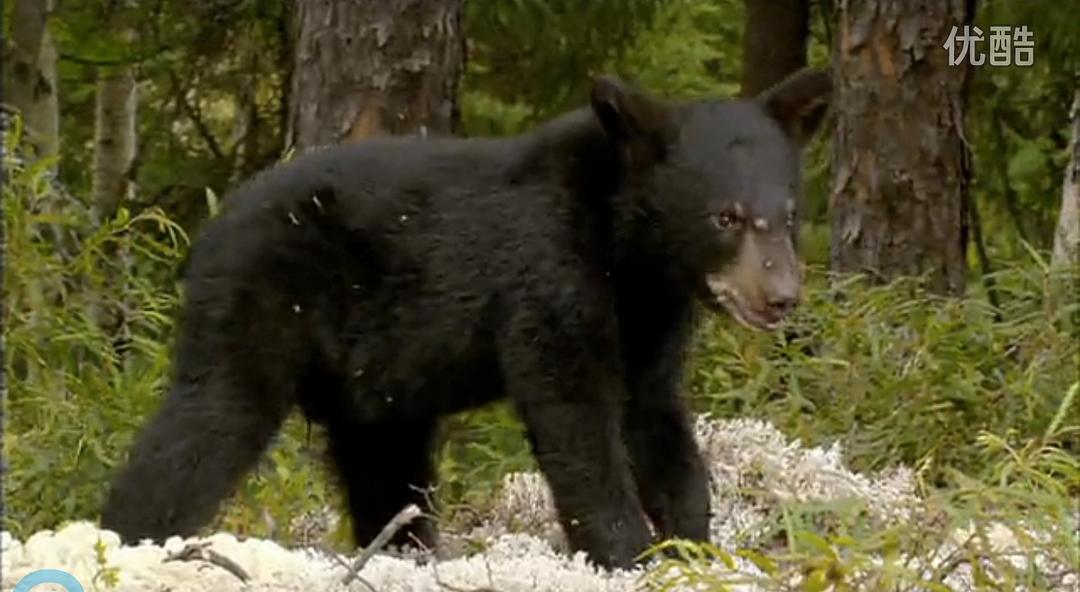 《河狸白毛历险记》剧照第10张图片