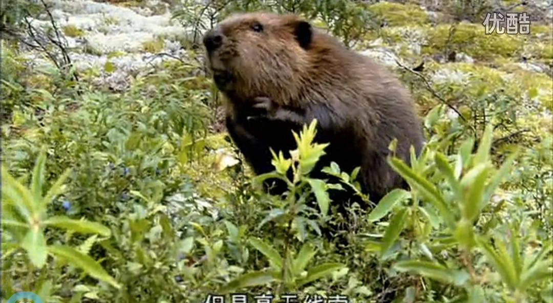 《河狸白毛历险记》剧照第41张图片