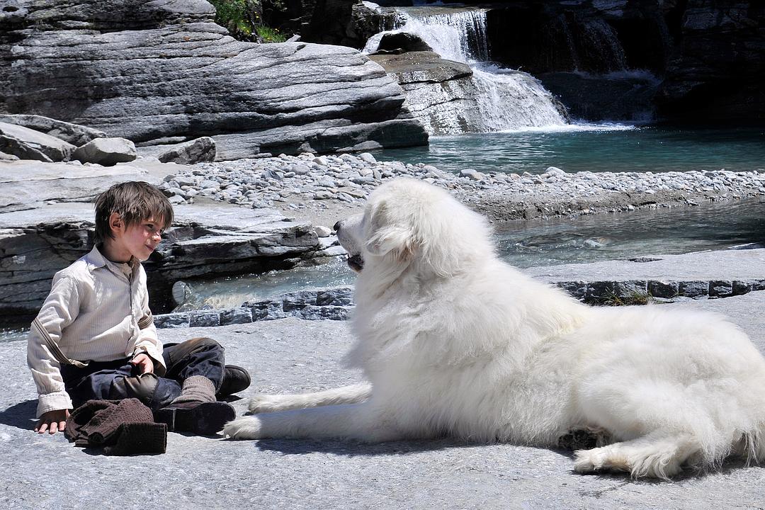 《灵犬雪莉》海报