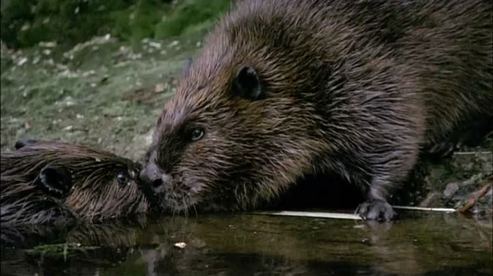 《河狸白毛历险记》剧照第25张图片