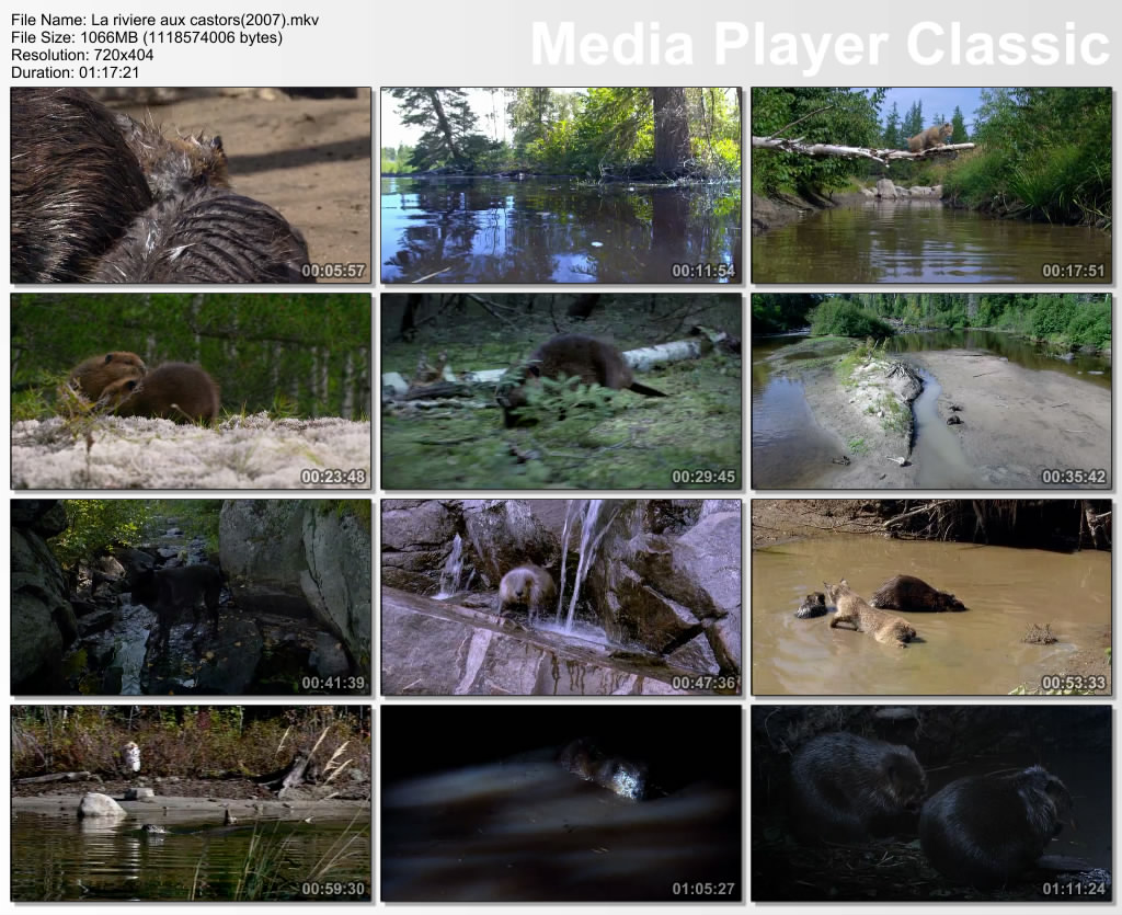 《河狸白毛历险记》剧照第24张图片