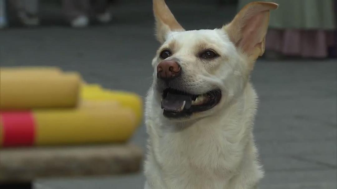 《倩女喜相逢》海报