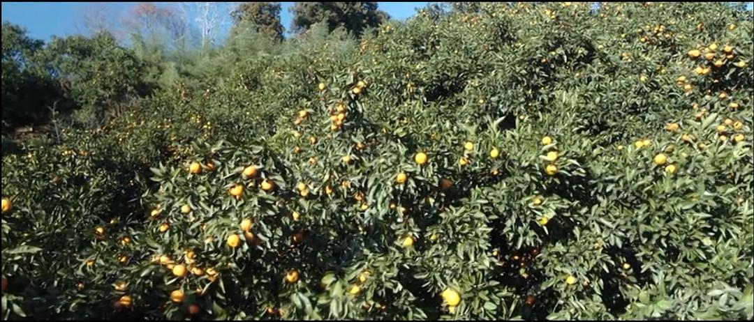 茂盛的桔园。