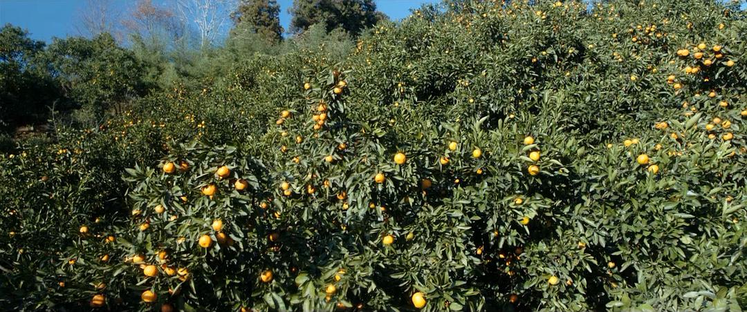 《金橘》海报第34张图片