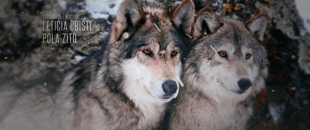 《荒蛮故事》剧照第31张图片