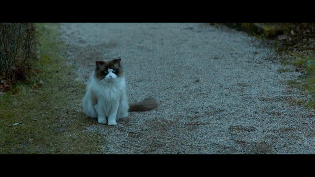 《一个叫欧维的男人决定去死》海报第42张图片