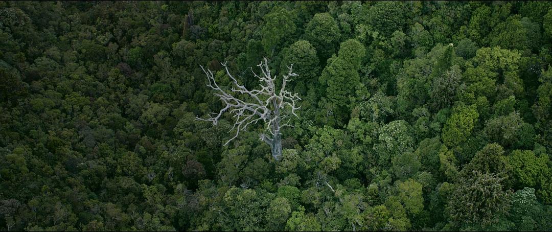 《追捕野蛮人》剧照第24张图片