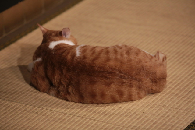 《猫忍》海报第45张图片