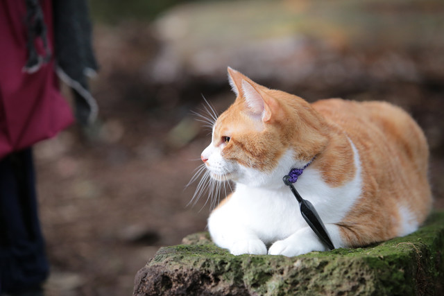 《猫忍》海报第37张图片