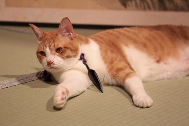 《猫忍》海报第33张图片