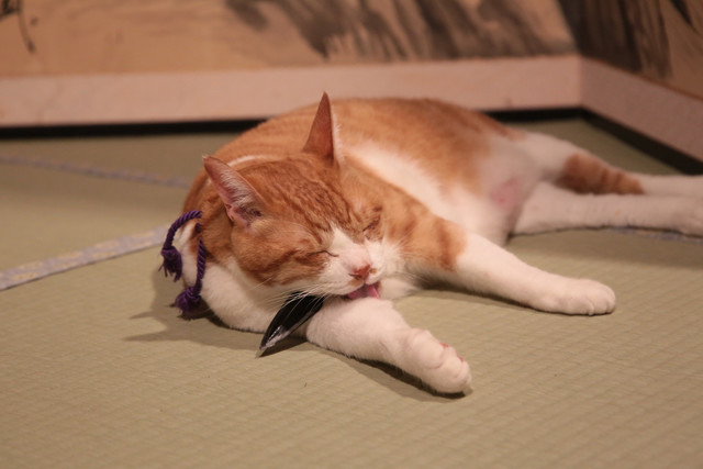 《猫忍》海报第27张图片