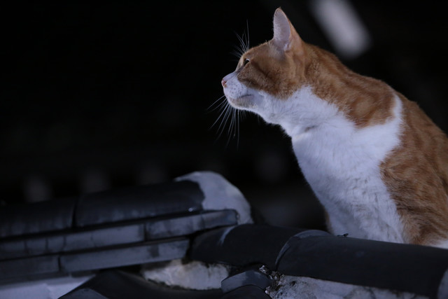 《猫忍》海报第23张图片