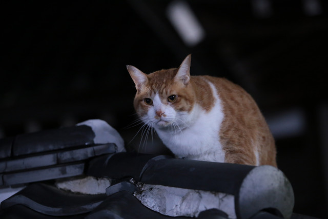 《猫忍》海报第22张图片