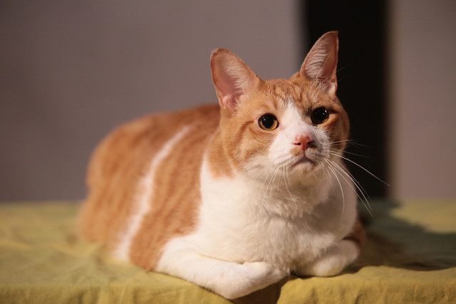 《猫忍》海报第17张图片