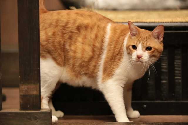 《猫忍》海报第15张图片