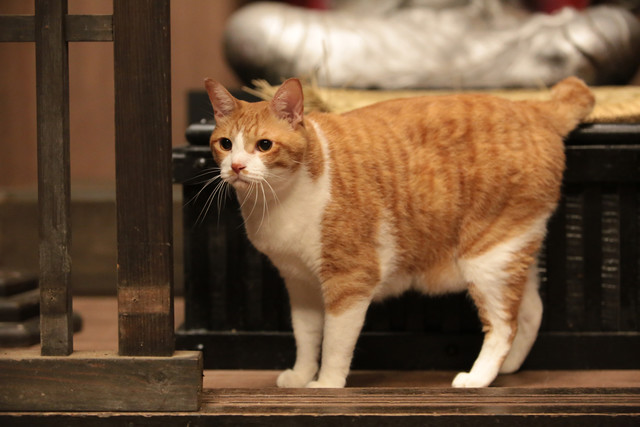 《猫忍》海报第14张图片