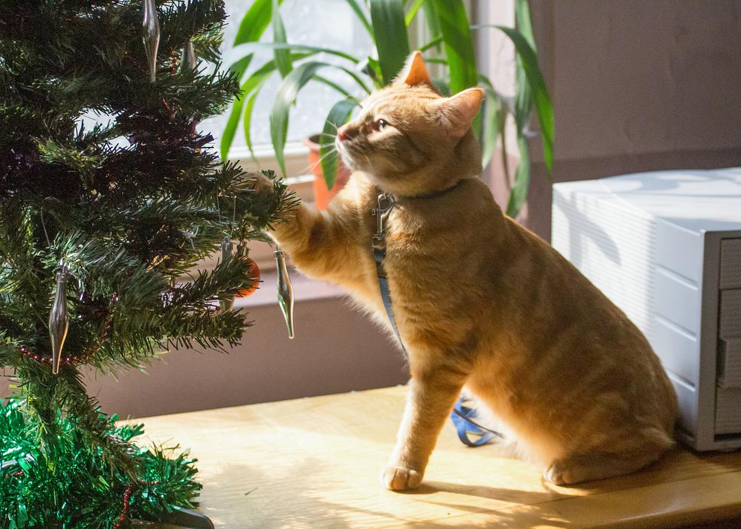 《流浪猫鲍勃》海报