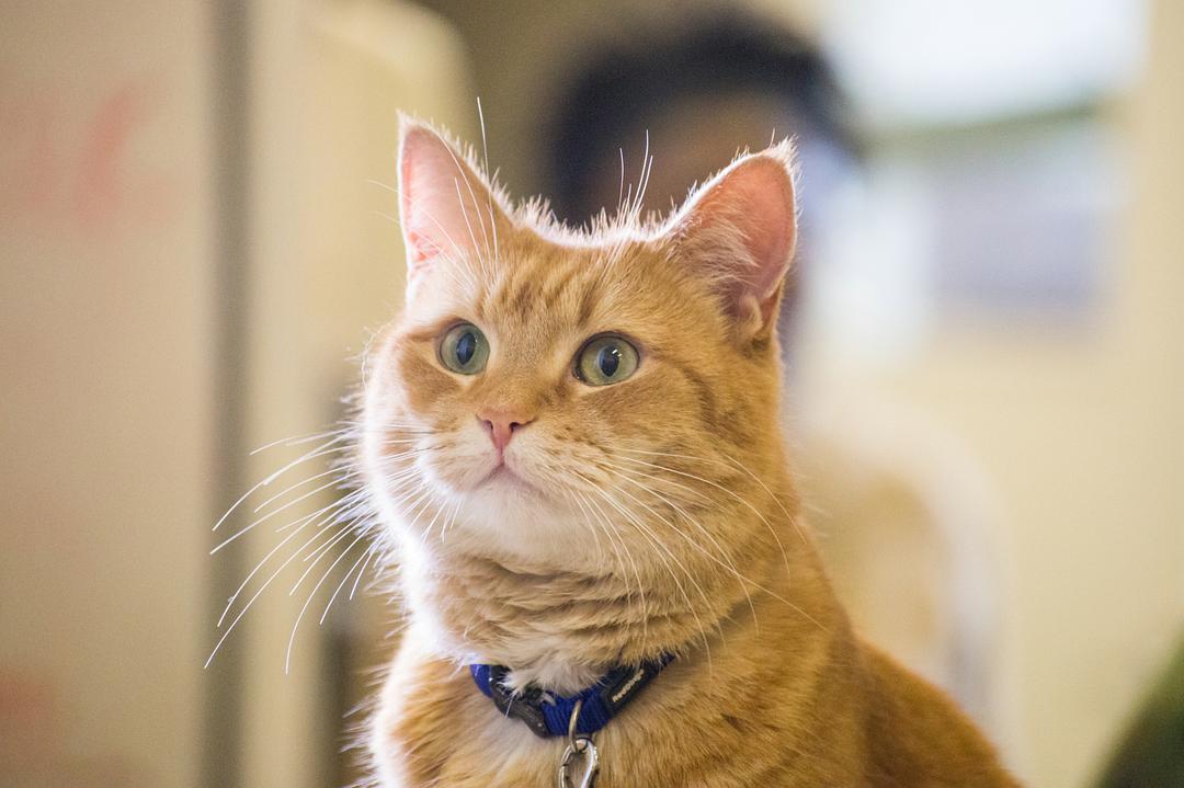 《流浪猫鲍勃》海报