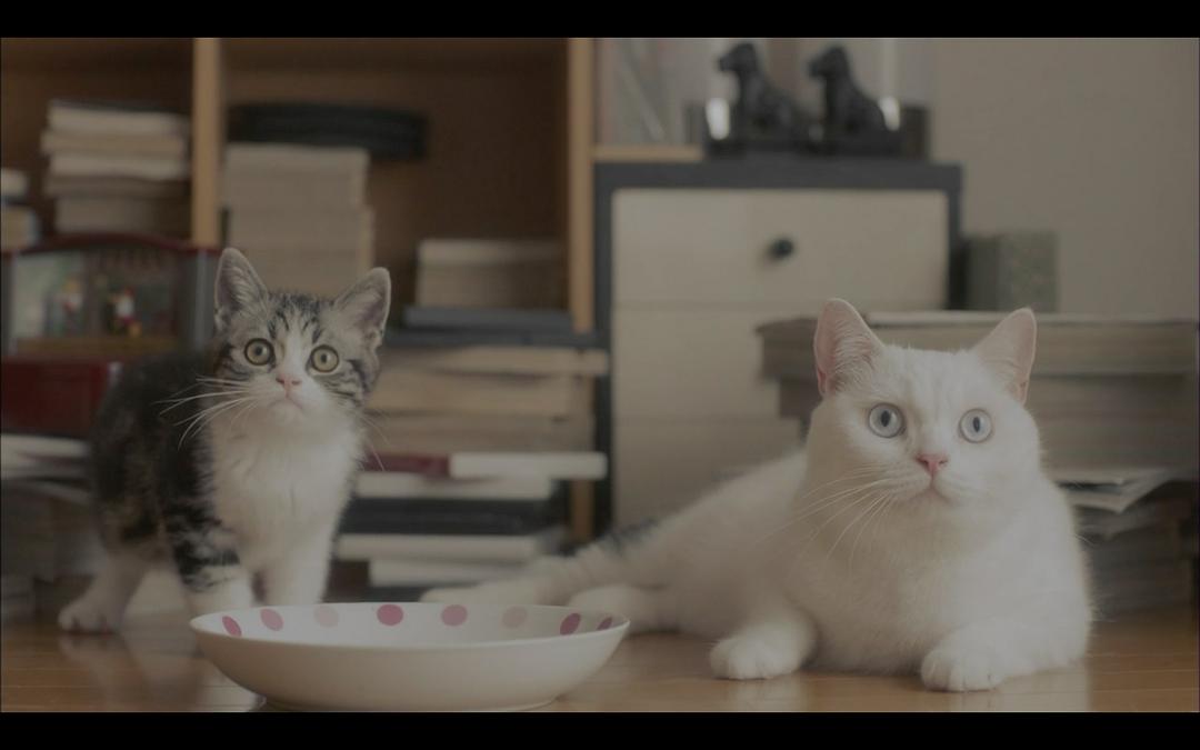 《毛毯猫》剧照第31张图片