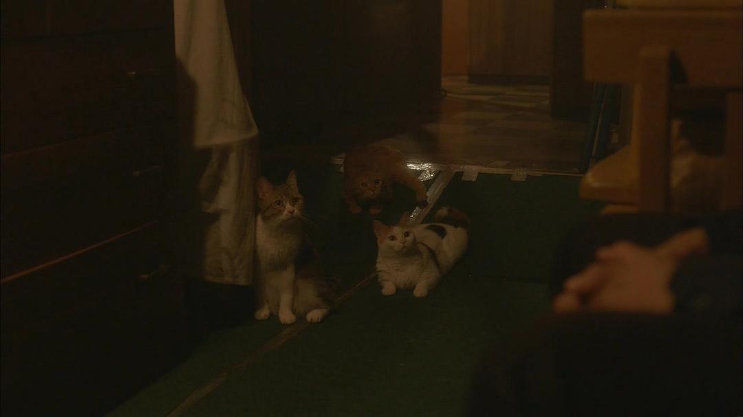 《毛毯猫》剧照第54张图片